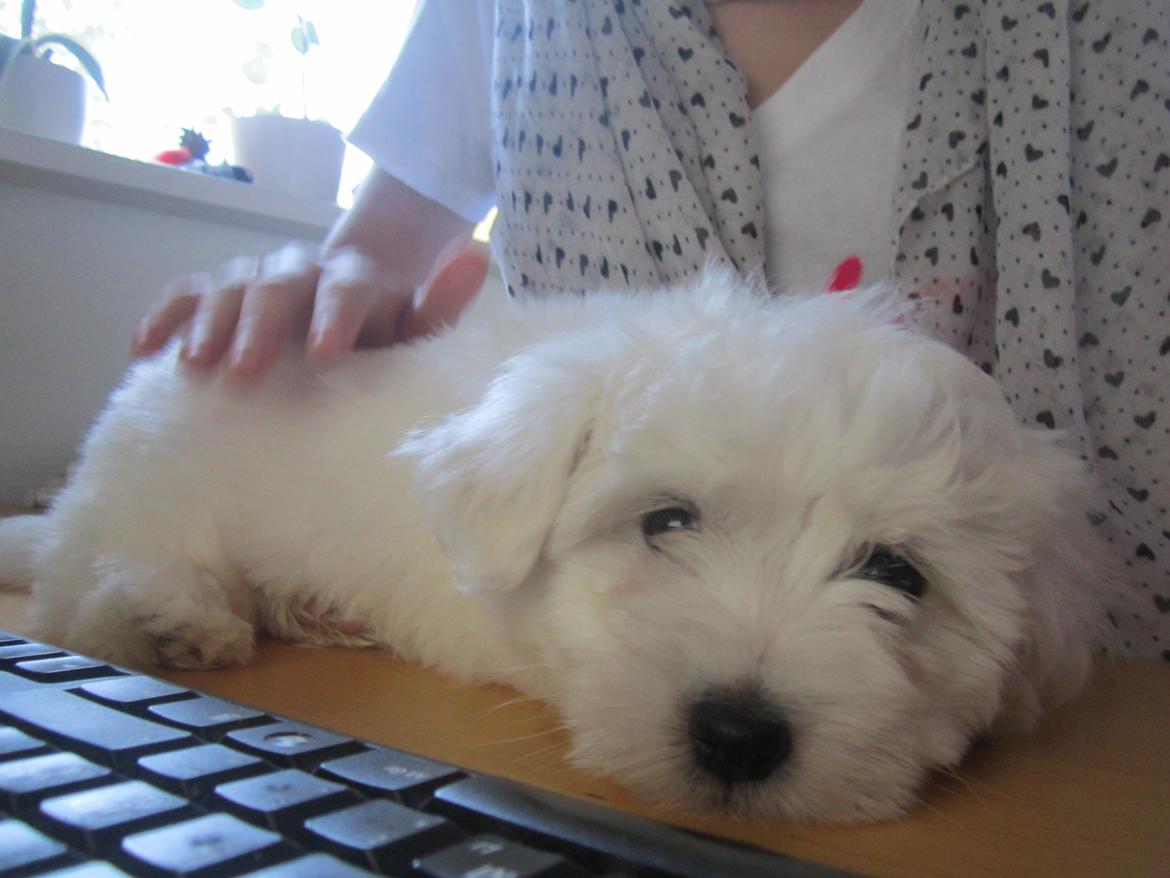 Coton de tulear Charlie - Lille Charlie da han lige var kommet hjem til os.
Han sad ved computeren fordi ville skulle skype til nogle venner der ville se ham :-) billede 6