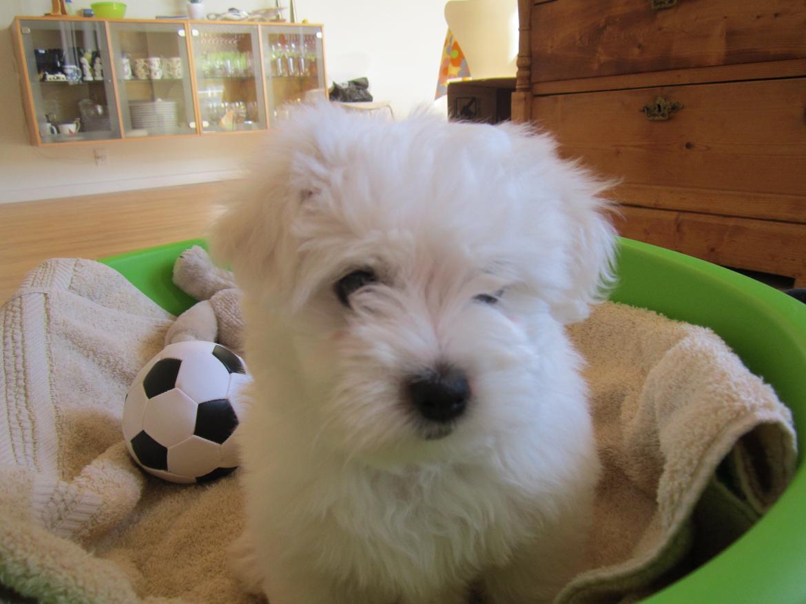 Coton de tulear Charlie - Søde Charlie i hans flotte hundekurv ;-) billede 5