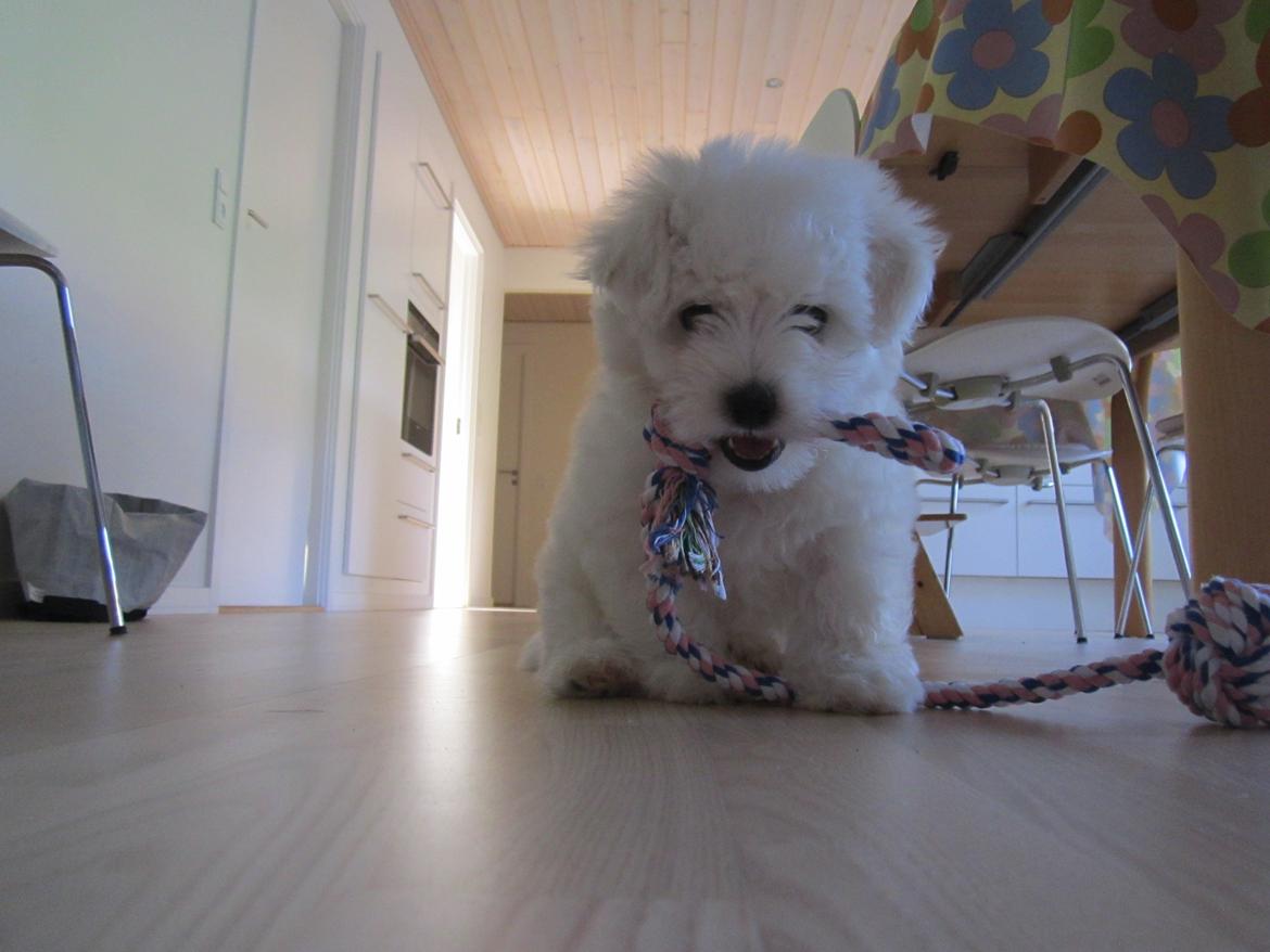 Coton de tulear Charlie - Charlie leger så godt ;-) billede 9