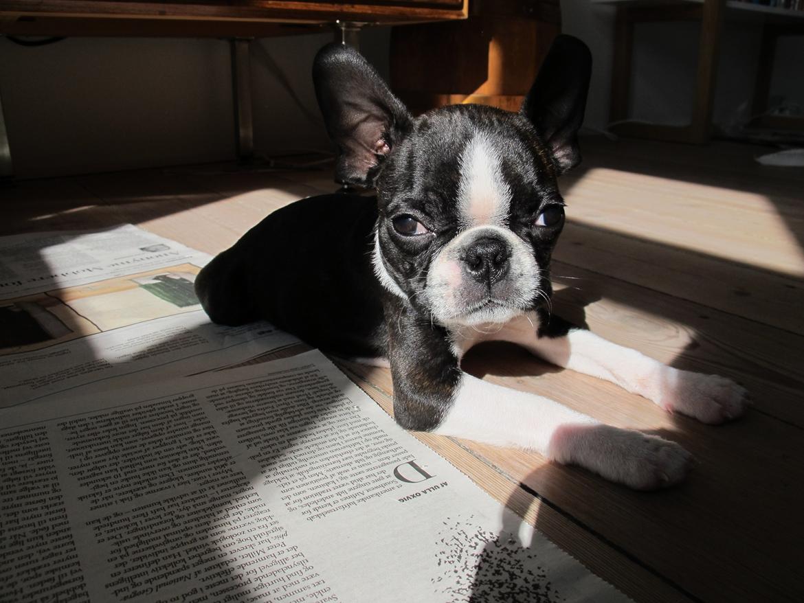 Boston terrier Bodil - 11 uger billede 8