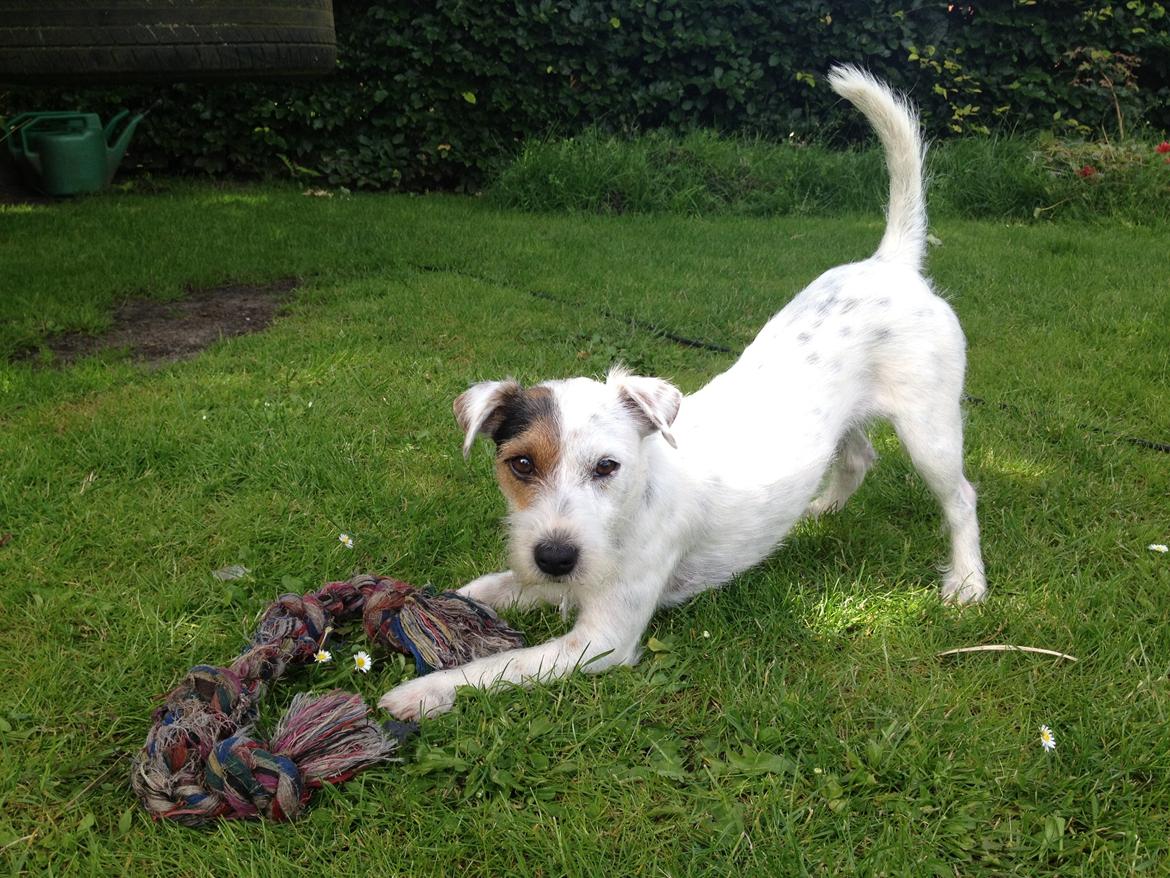 Jack russell terrier Vaks billede 10