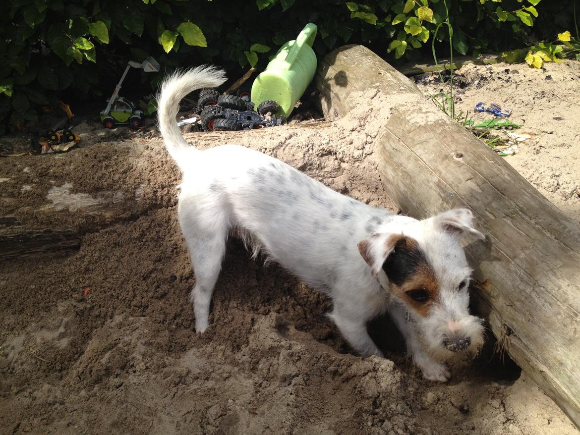 Jack russell terrier Vaks billede 11