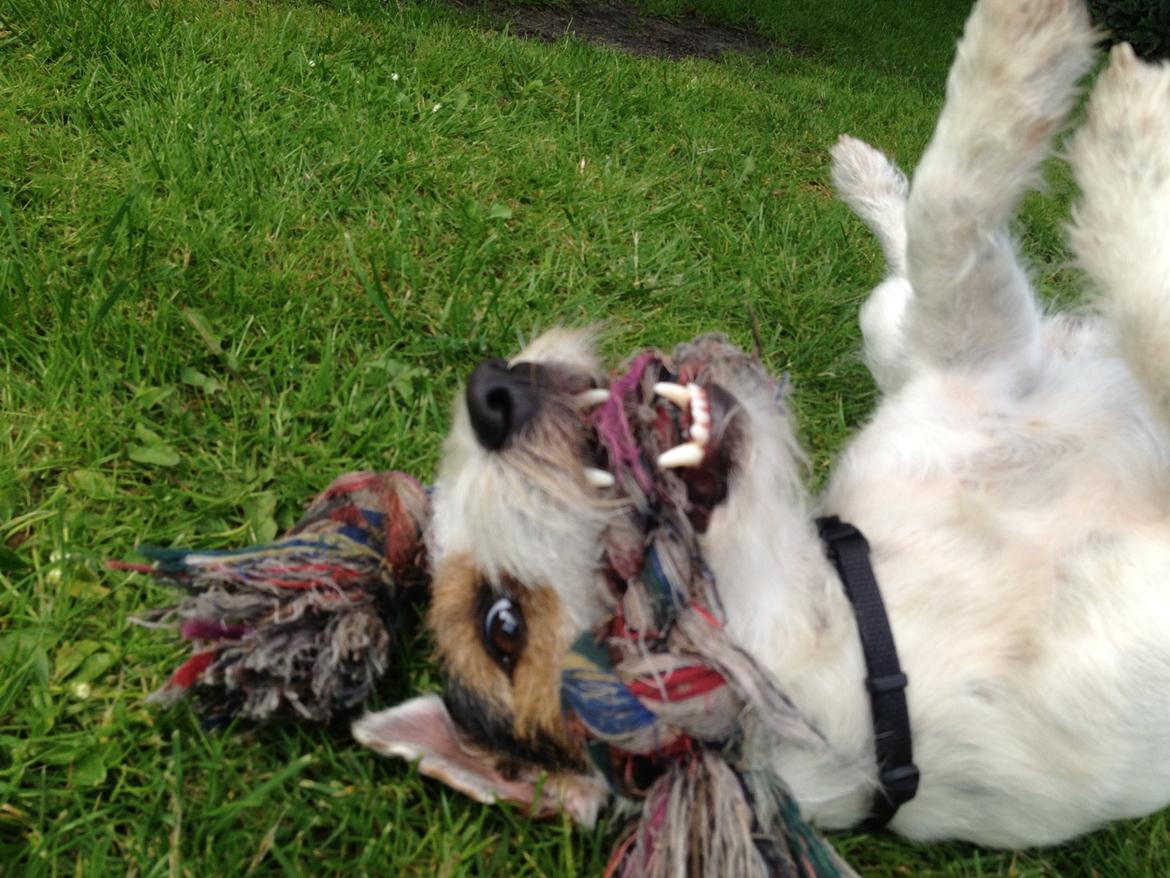 Jack russell terrier Vaks billede 12