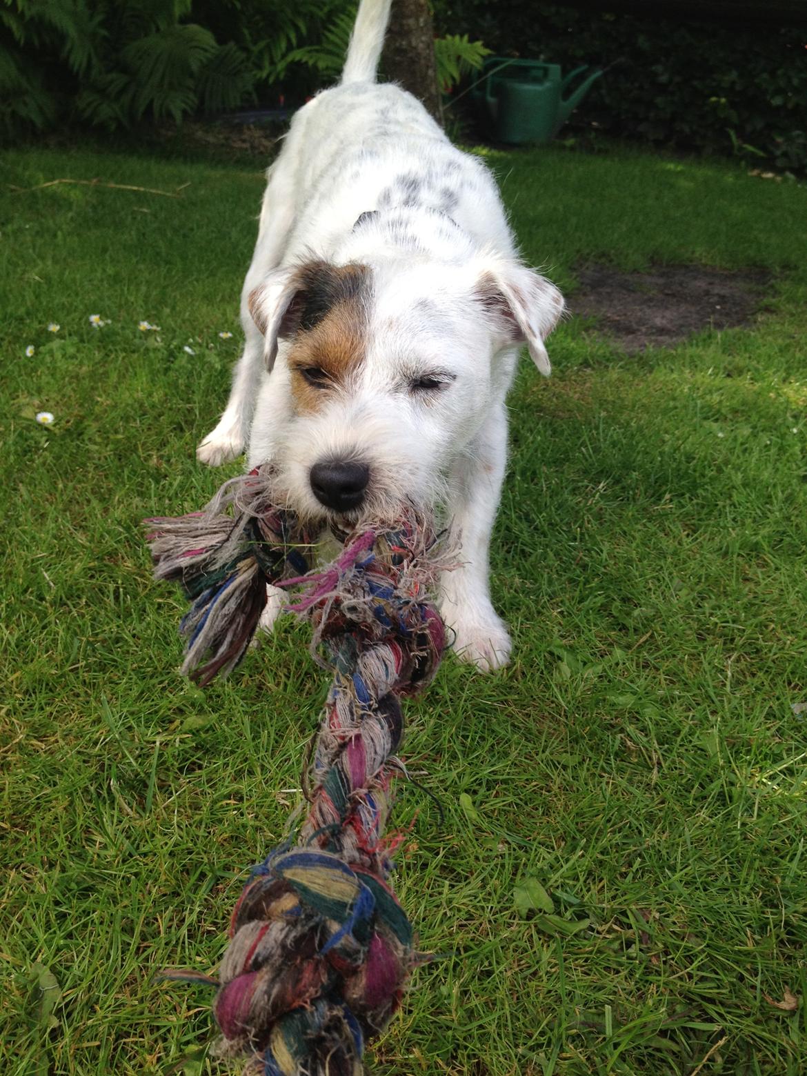 Jack russell terrier Vaks billede 13