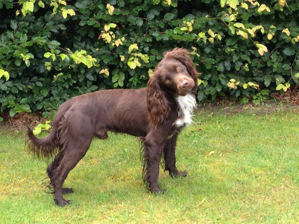 Field Trial Cockerspaniel Choko - Er jeg ikke sød mor... giver det en guffer ? billede 19