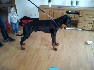 Dobermann Dobergaarden F. El Diablo billede 5