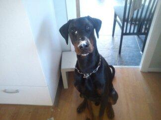 Dobermann Dobergaarden F. El Diablo billede 6