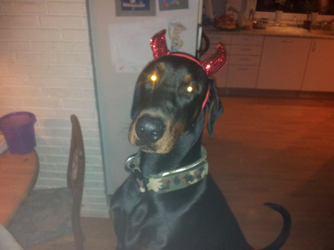 Dobermann Dobergaarden F. El Diablo billede 7