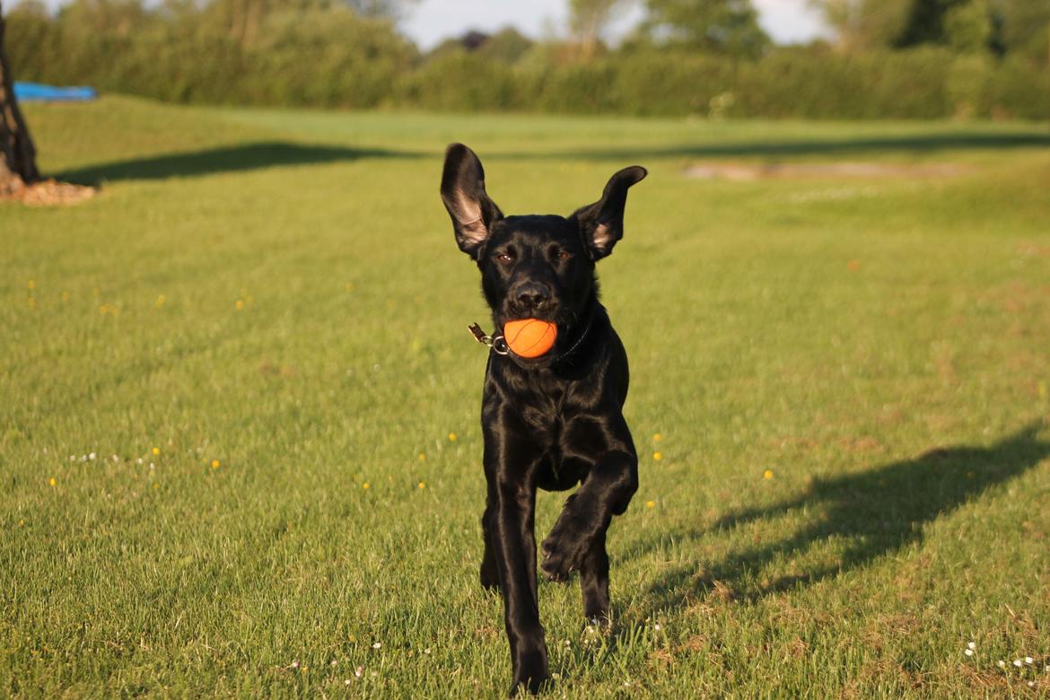 Blanding af racer Fredenslund's Andy - Andy 5 mdr :) - foto: Sanni Steinskog K. billede 6
