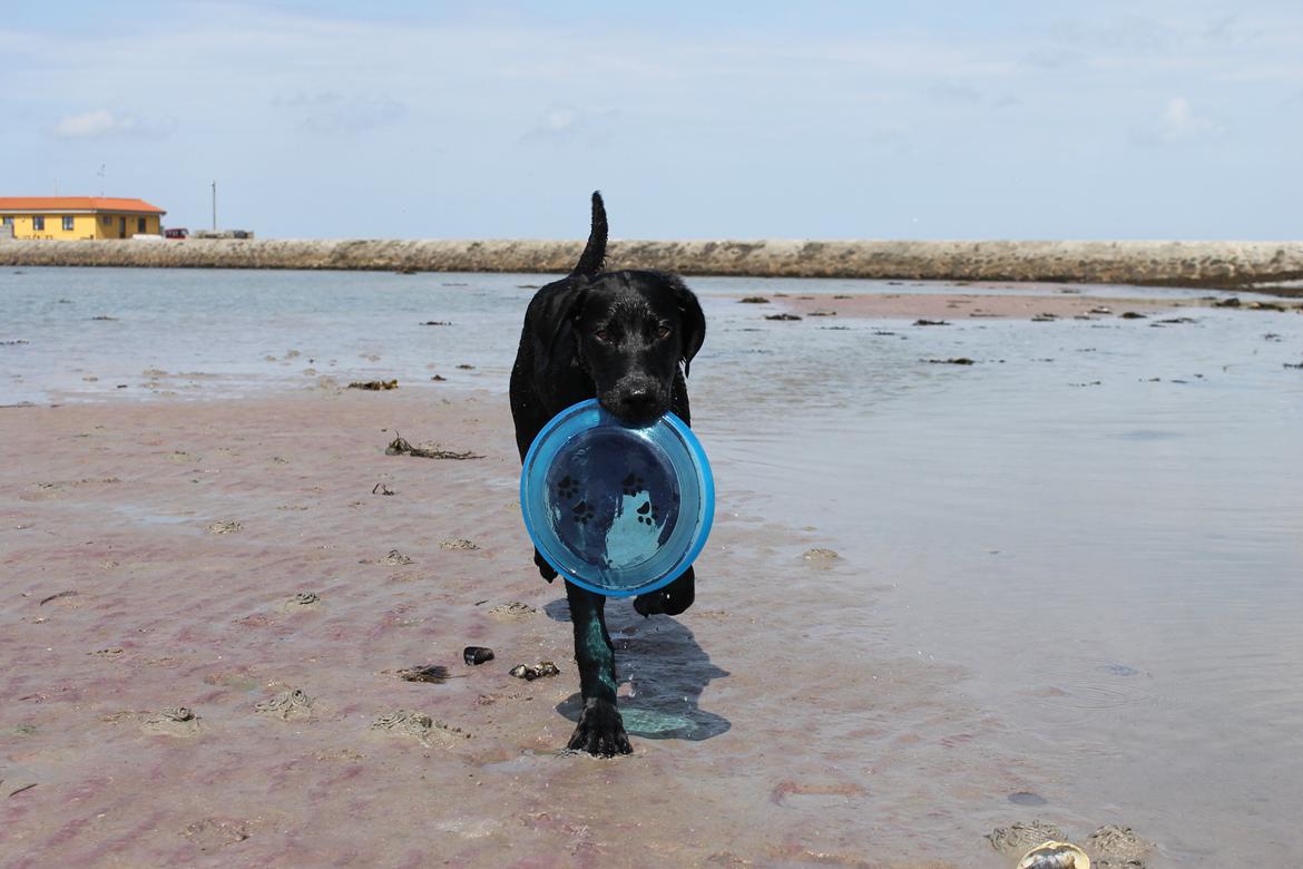 Blanding af racer Fredenslund's Andy - Andy ved stranden for første gang :) - 5 mdr. foto: Sanni Steinskog K. billede 12