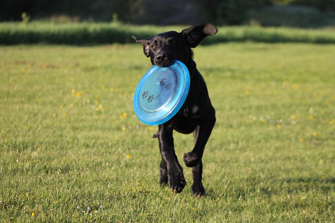 Blanding af racer Fredenslund's Andy - Andy 5 mdr. - foto: Sanni Steinskog K. billede 19