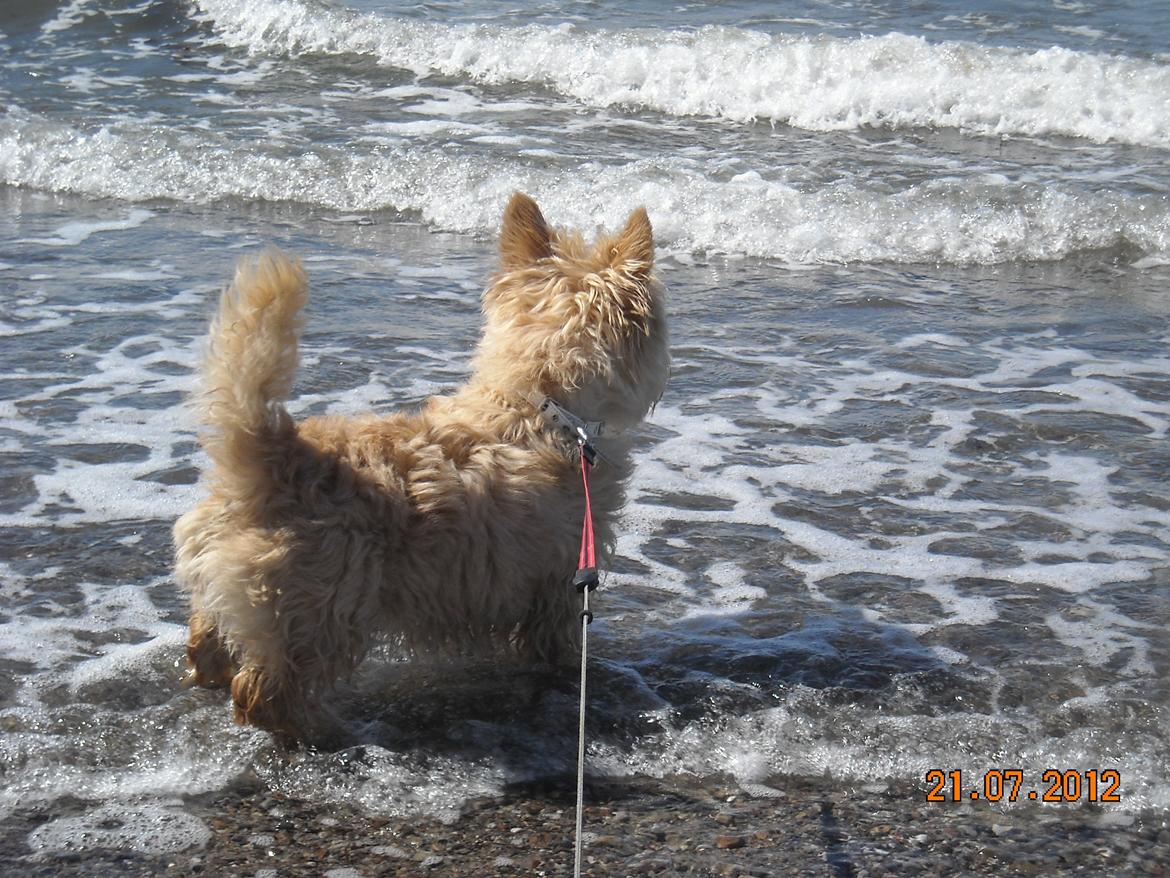 Skotsk terrier Ledagergård´s Gwen (Nancy) - Hvis de bølger der kommer herind, så er jeg den der er smuttet... billede 11