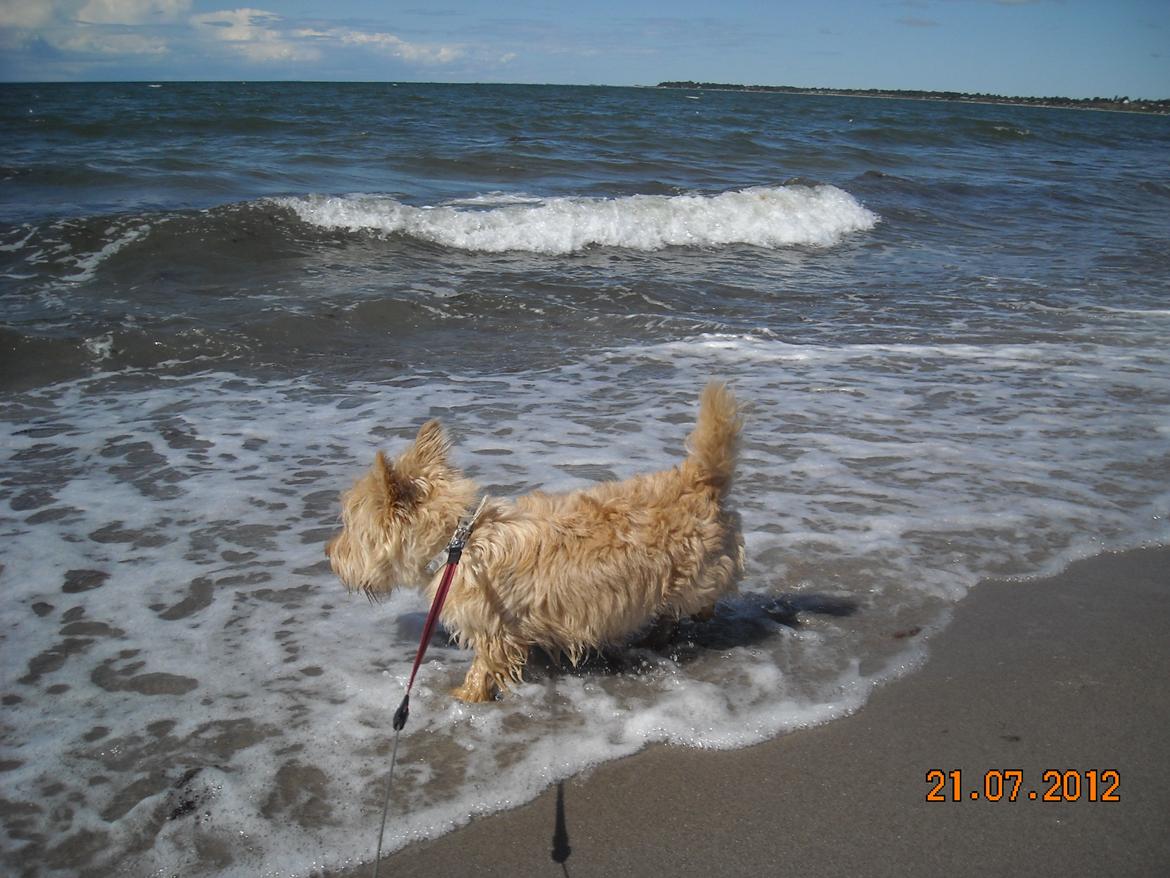 Skotsk terrier Ledagergård´s Gwen (Nancy) - åååååhhh nej, den fik mig... pokkers også.. billede 12