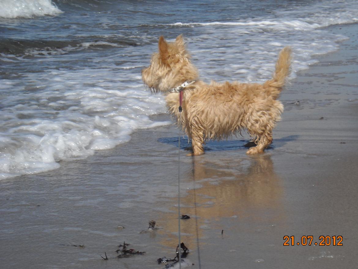 Skotsk terrier Ledagergård´s Gwen (Nancy) - Nej nej nej... nu kommer den igen.. jeg skal væk væk væk... billede 13