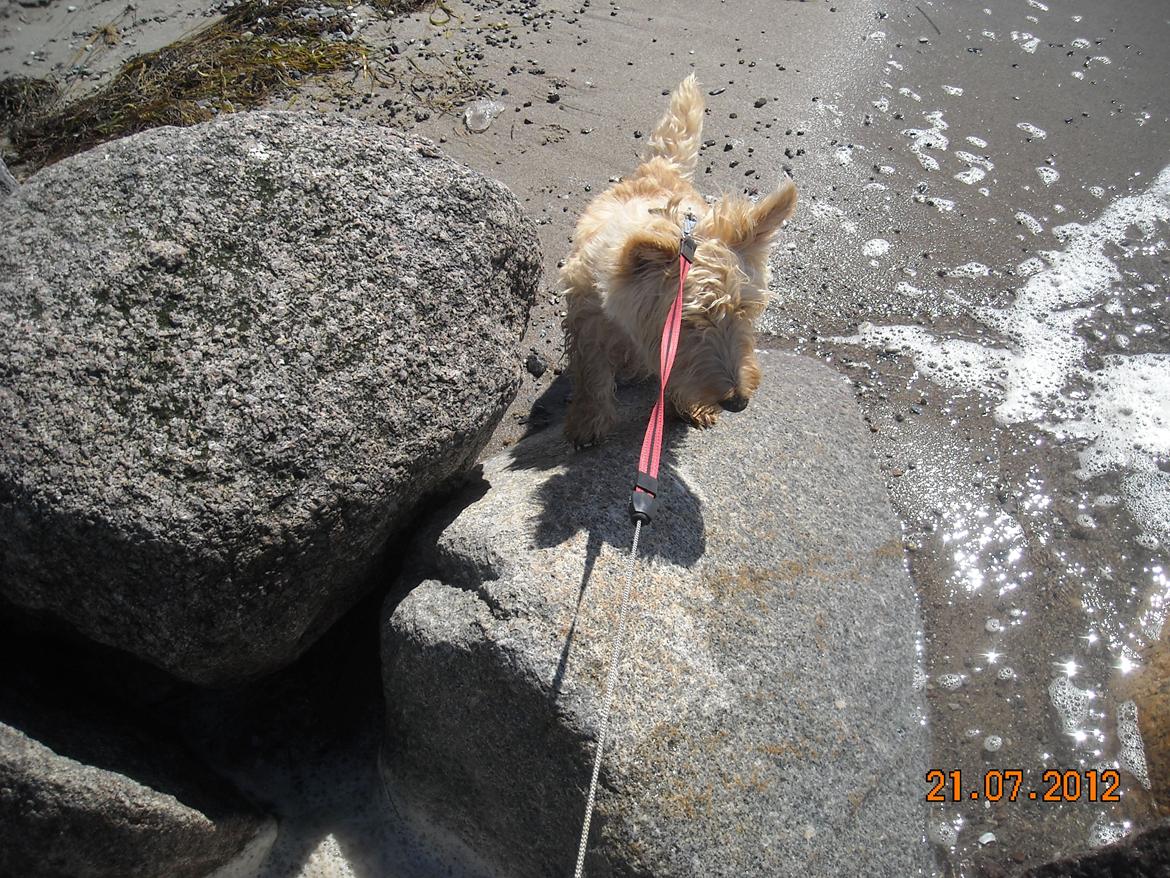 Skotsk terrier Ledagergård´s Gwen (Nancy) - .. og heller ikke her.. billede 15