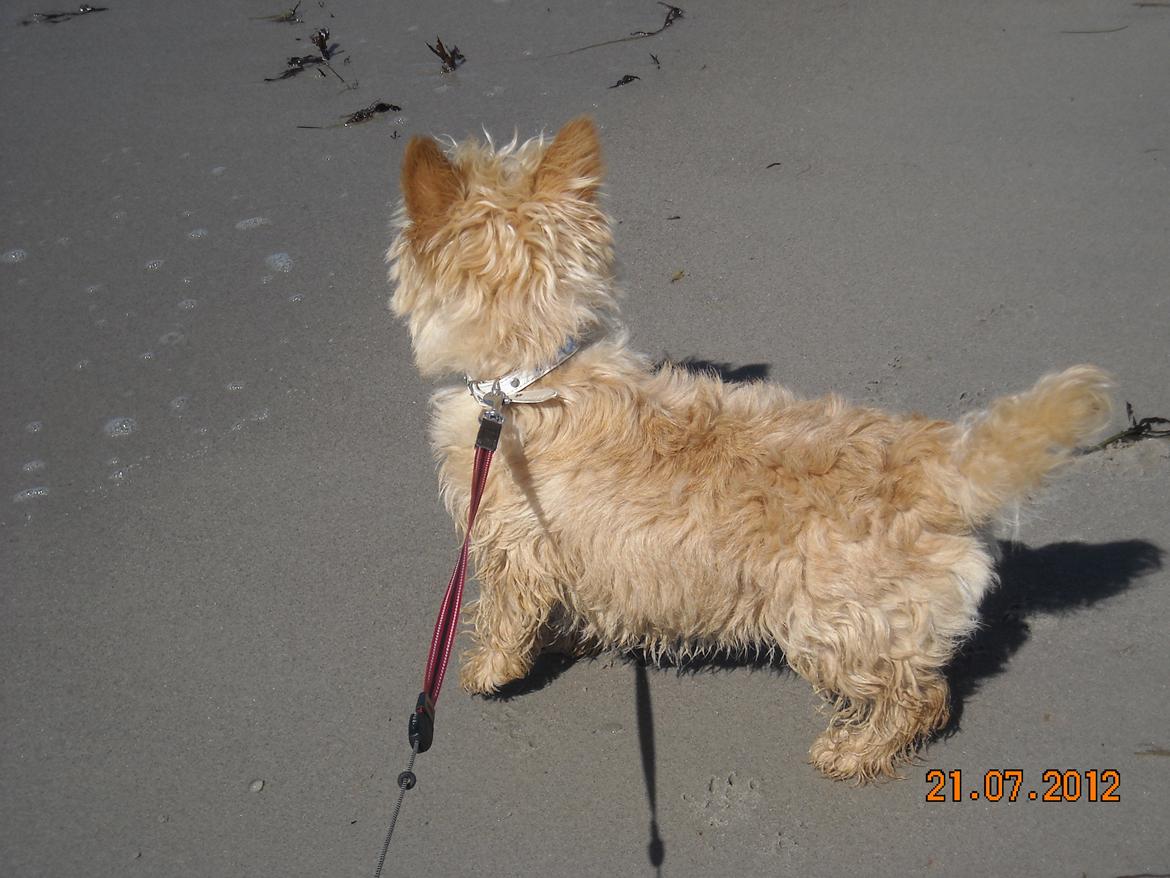Skotsk terrier Ledagergård´s Gwen (Nancy) - Ha ha dumme bølger, her kan I ikke nå mig..... billede 14
