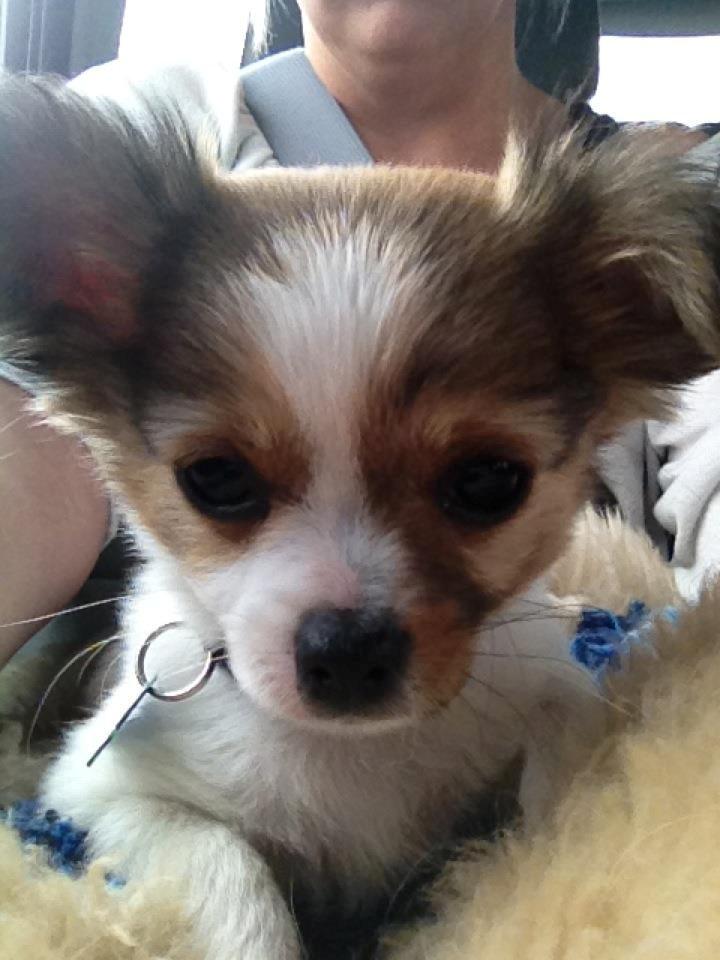 Chihuahua Erik - Min første køretur i bil.
 billede 2