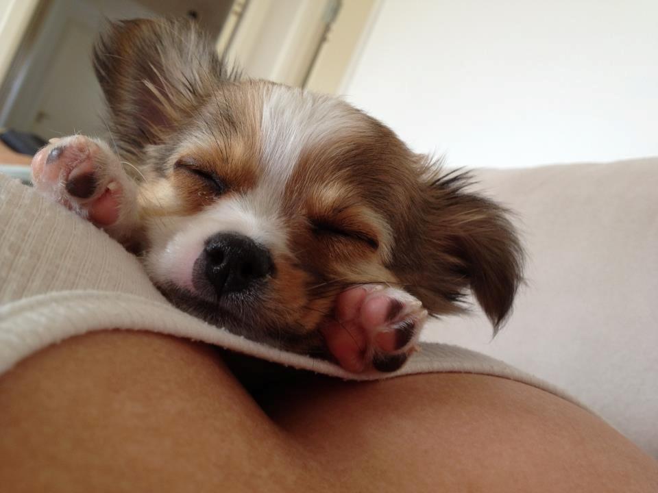 Chihuahua Erik - Putter  billede 3