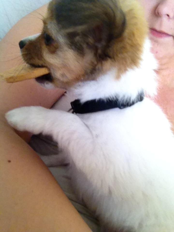 Chihuahua Erik - YES! Fik den.. billede 4