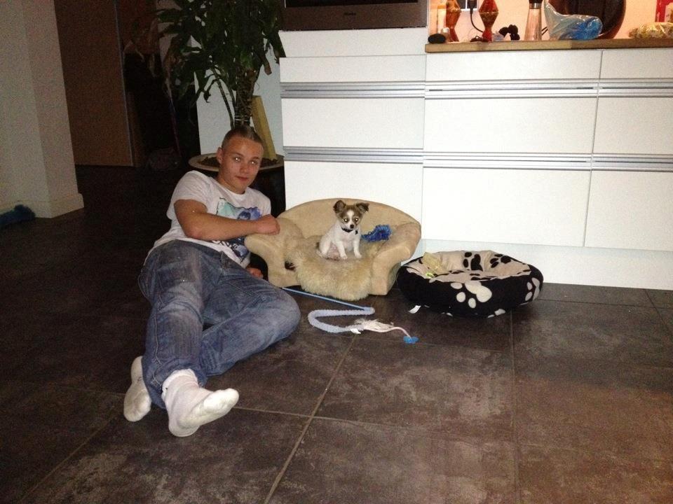 Chihuahua Erik - Min far & jeg hygger lige .  billede 5