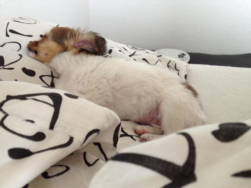 Chihuahua Erik - Holder ferie med mor. billede 6