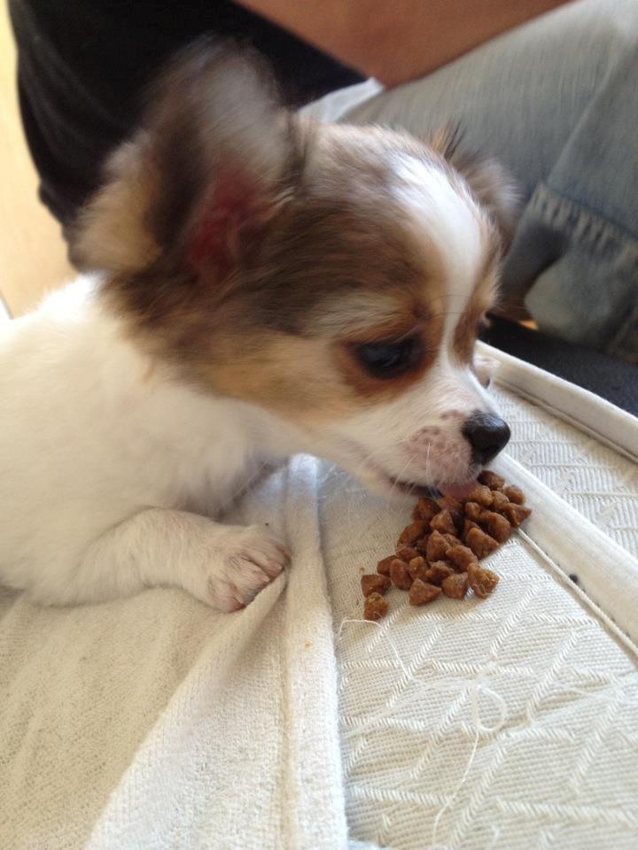 Chihuahua Erik - Morgenmad på sengen billede 8