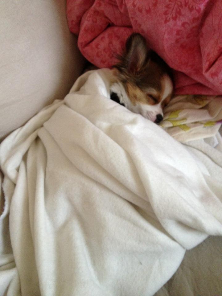 Chihuahua Erik - Elsker at sove under tæppet. billede 9