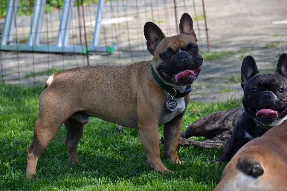 Fransk bulldog Willie - 1 år og 10 mdr. Her sammen med Molly. billede 2