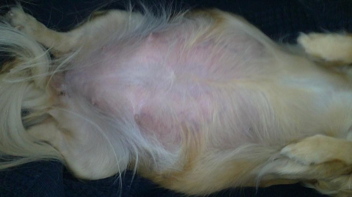 Chihuahua Tilde - 3 dage inden hun nedkom den 17/7-12 billede 9