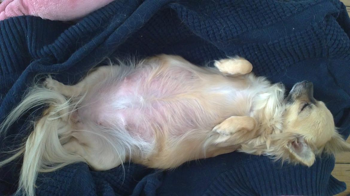 Chihuahua Tilde billede 10