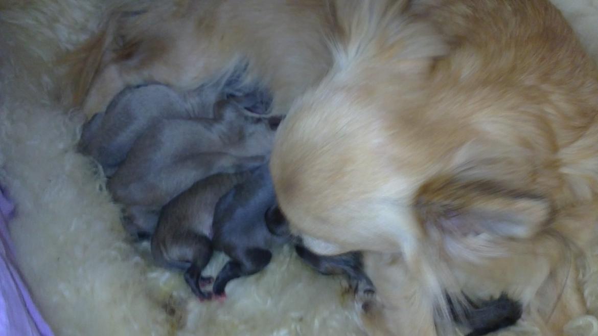 Chihuahua Tilde - Tildes første kuld 6 sunde og levedygtige vapser, gik så godt=) kom til verden d. 20 juni 2012 billede 8