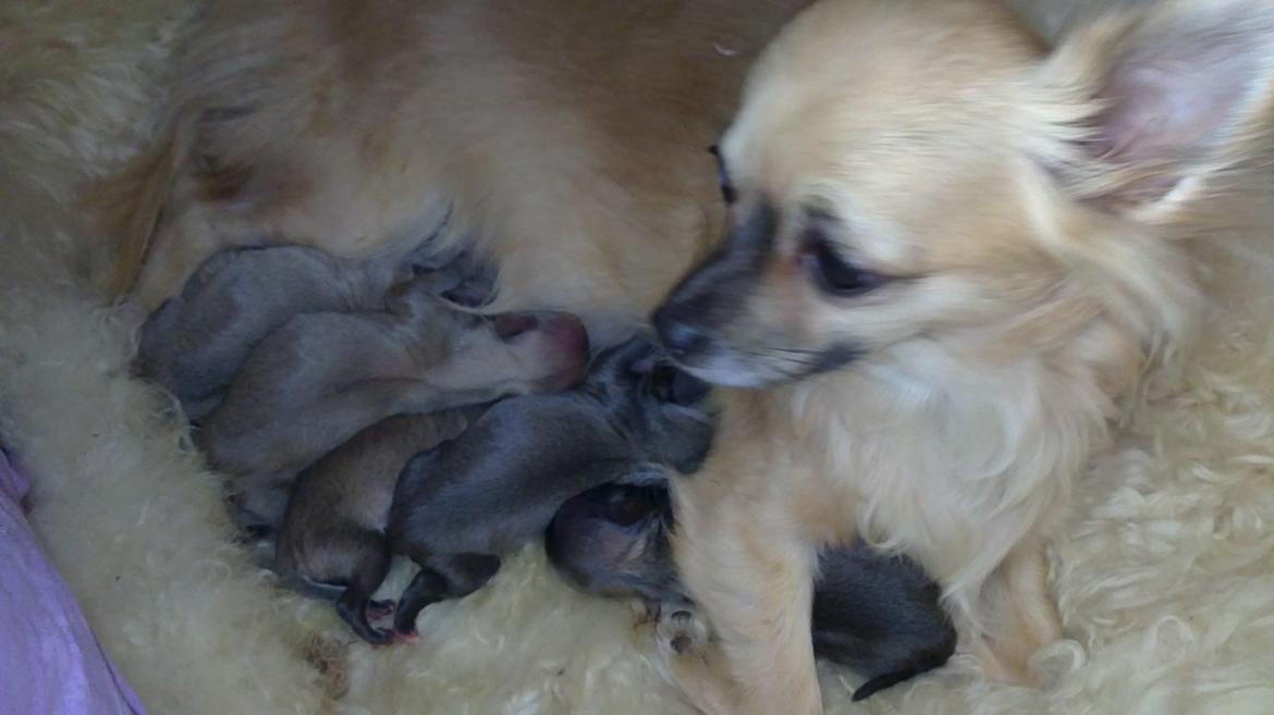 Chihuahua Tilde billede 7