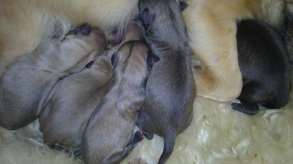 Chihuahua Tilde billede 12