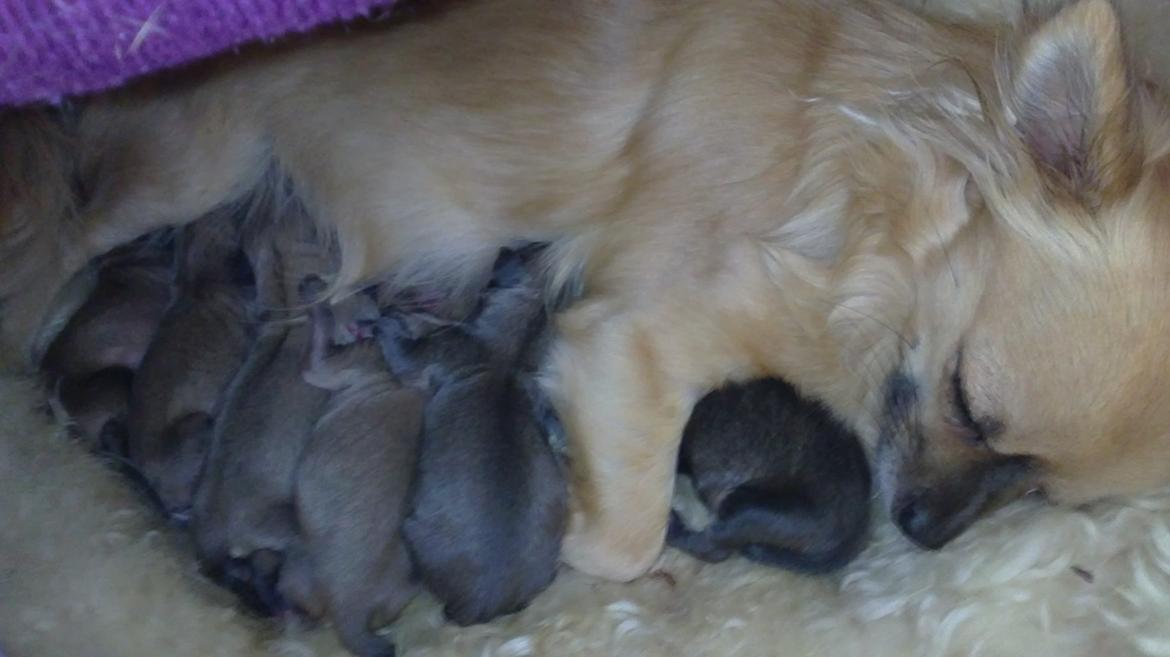 Chihuahua Tilde billede 11