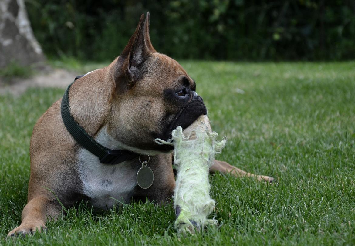 Fransk bulldog Willie - 2 år. Hygge i haven. billede 1