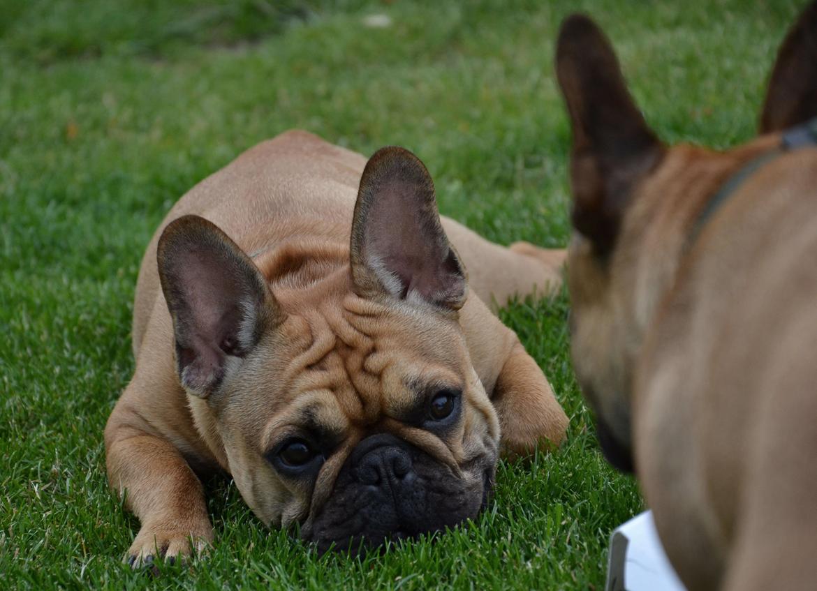 Fransk bulldog Holger - 8 mdr.  billede 3