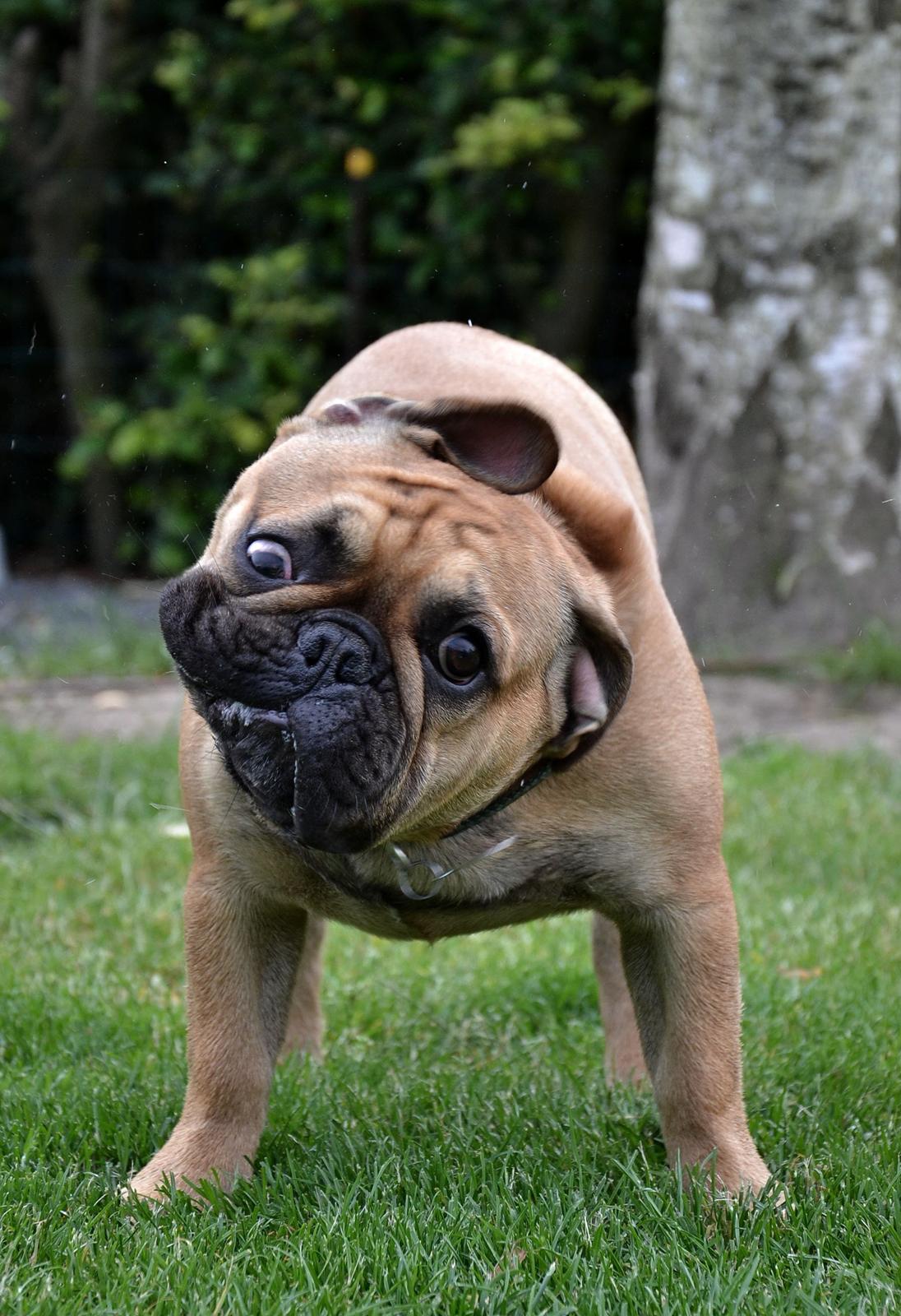 Fransk bulldog Holger - 8 mdr. billede 4