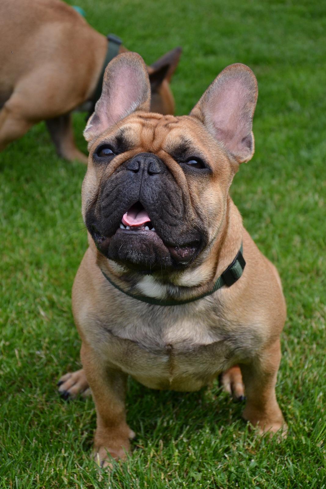 Fransk bulldog Holger - 8 mdr. 16,7 kg. Kæmpe dreng :-)  billede 1