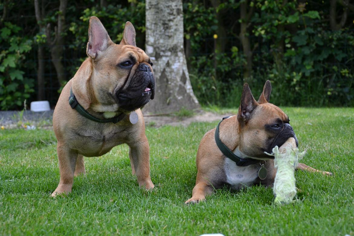 Fransk bulldog Holger - Holger (8 mdr.) og Willie (2 år).  billede 2