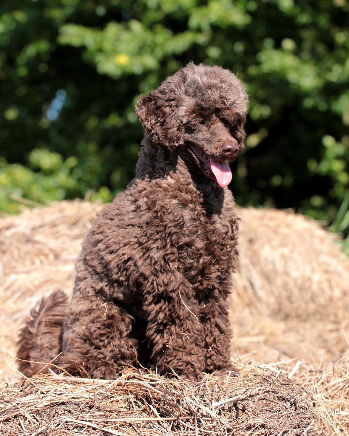 Dværgpuddel Pirrelige Phyt - 21 juli 2012 og nyfriseret ;)  billede 5