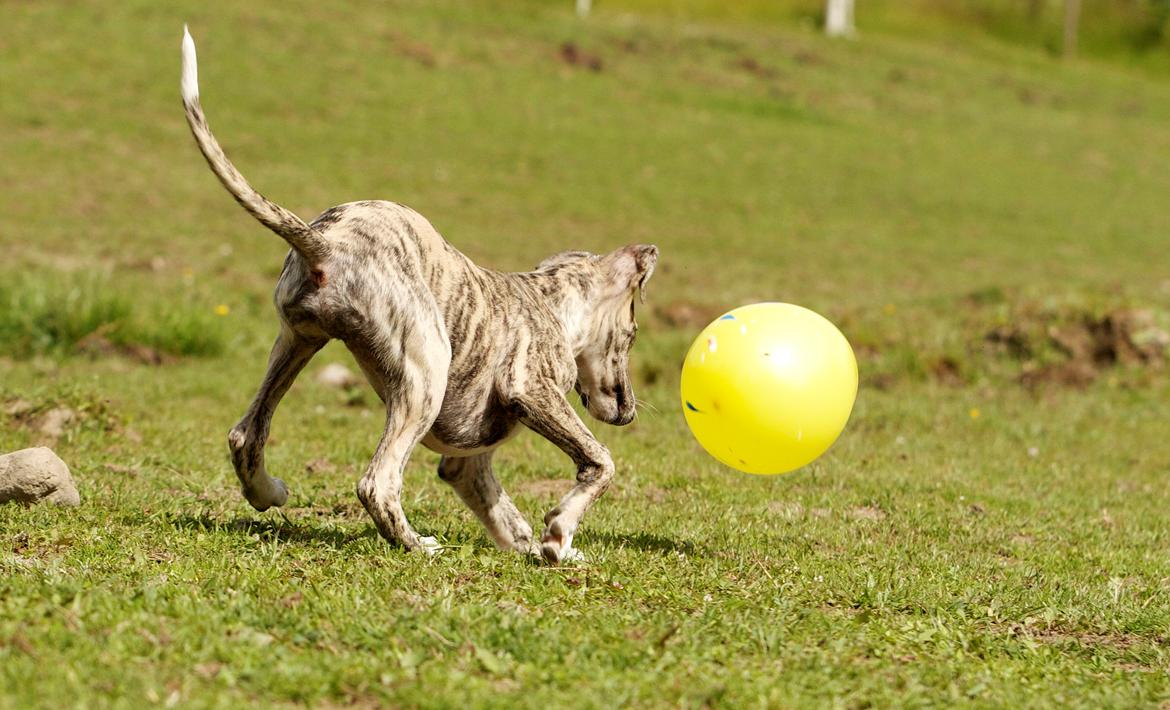 Whippet Benjamin - Juli 2012 billede 8