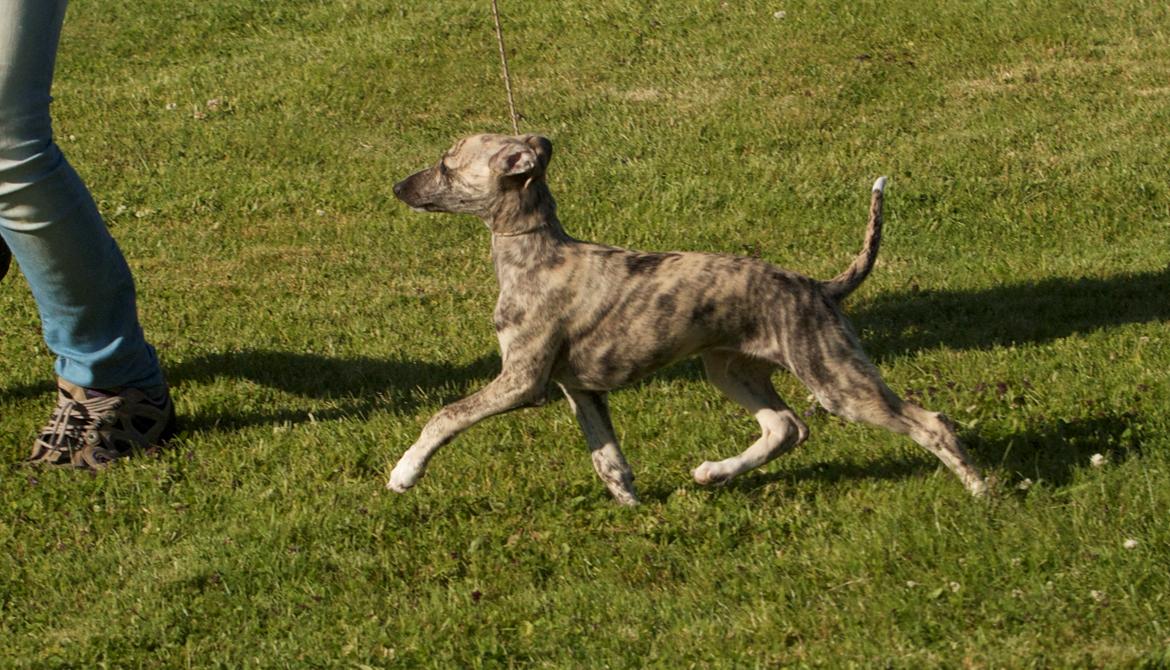 Whippet Benjamin - Juni 2012 billede 9