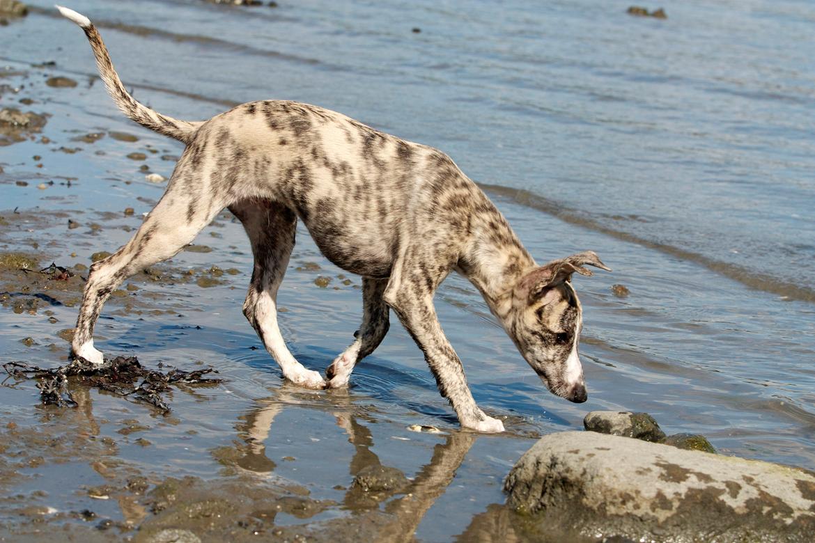 Whippet Benjamin - Juni 2012 billede 11