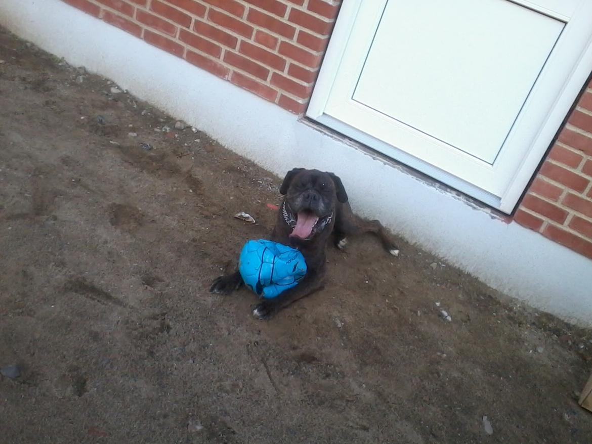 Boxer tyson - 22/07 12 billede 8