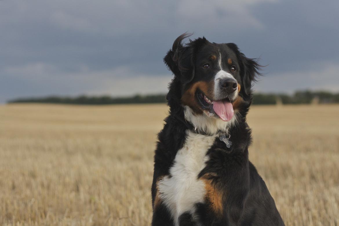 Berner sennenhund Diva billede 1