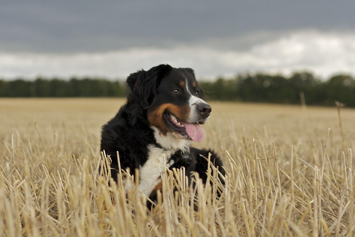 Berner sennenhund Diva billede 2