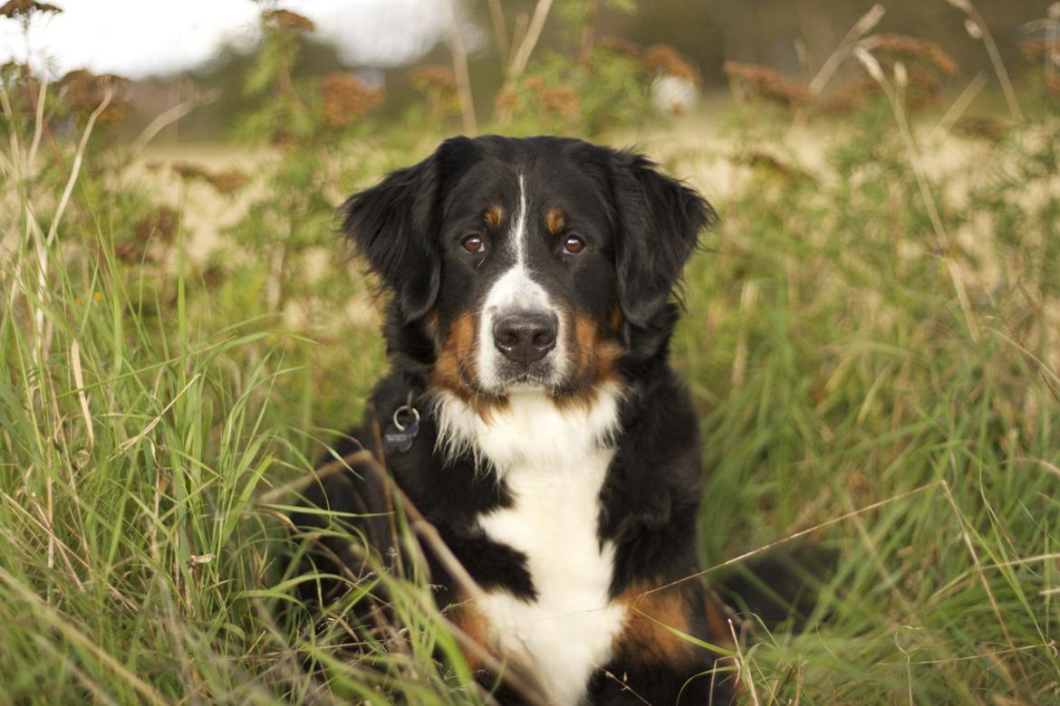 Berner sennenhund Diva billede 3