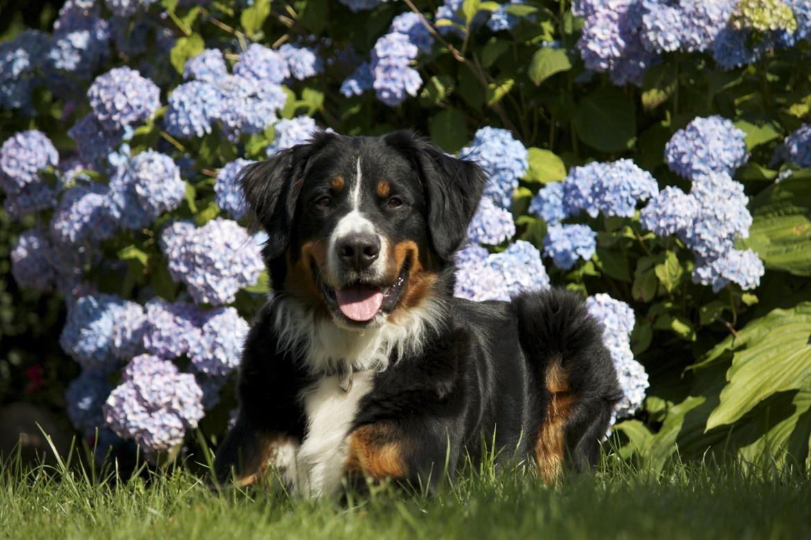 Berner sennenhund Diva billede 4