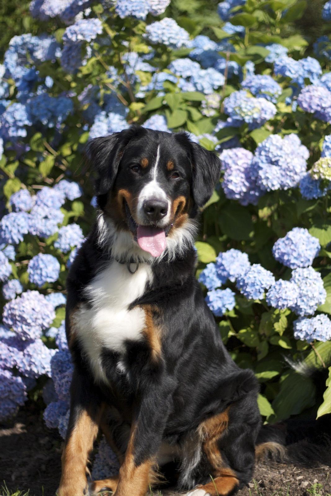 Berner sennenhund Diva billede 5