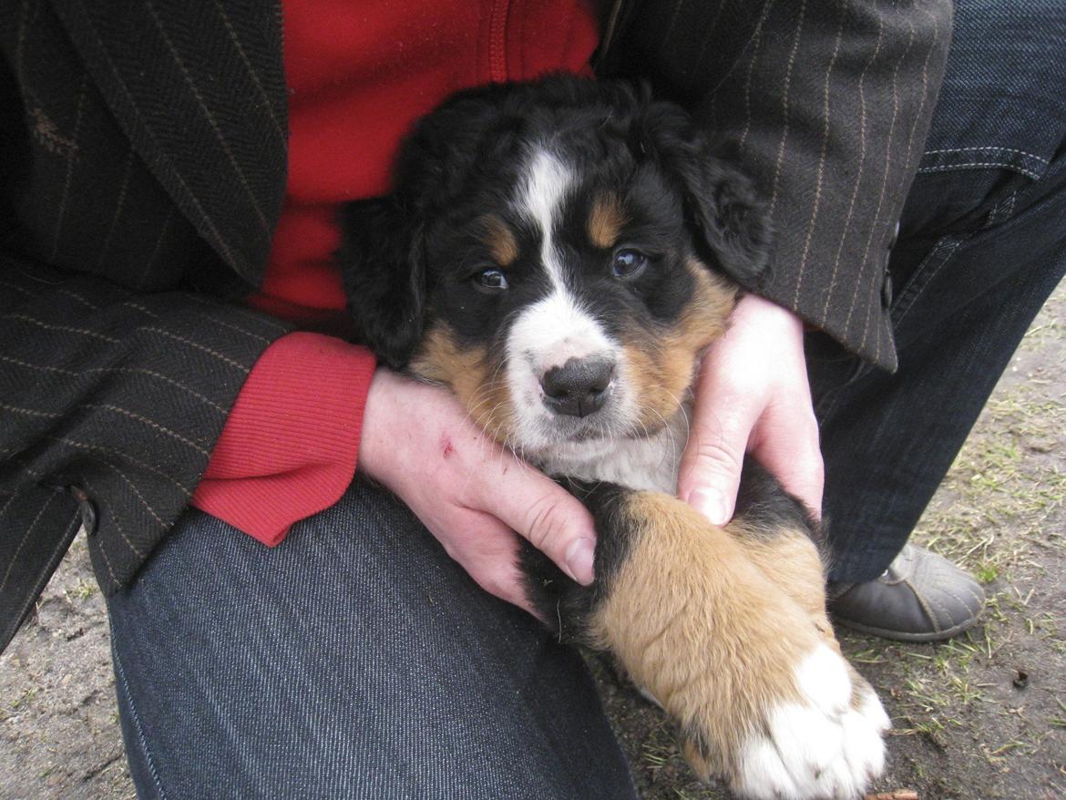 Berner sennenhund Diva billede 6